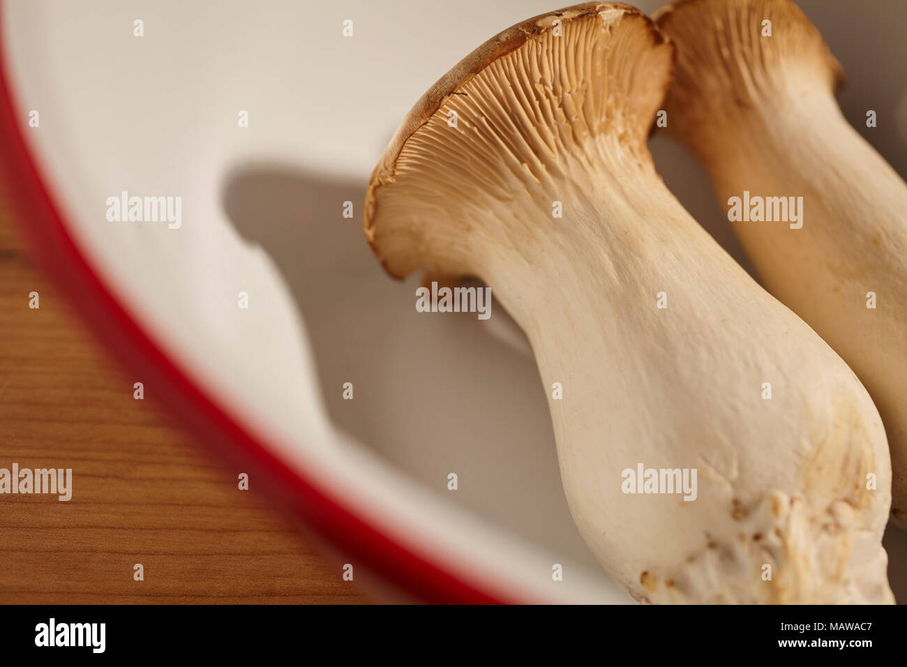 Rohe frische König Oyster Mushroom (s) in Pennsylvania, USA Stockfoto