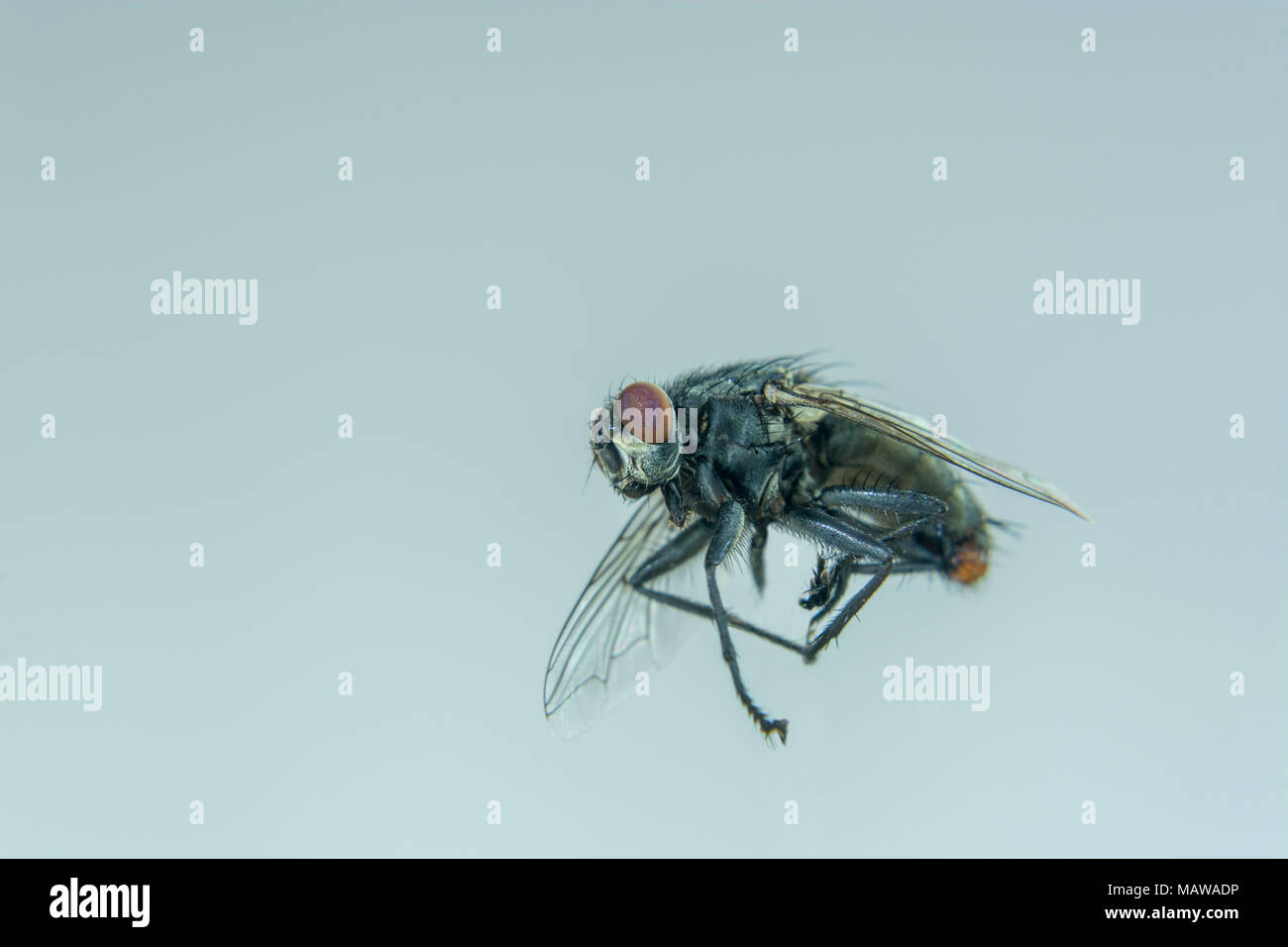 Einzelne Schwarze Fliegen In Der Wohnung Fliegen Detaillierte Insekt Stockfotografie Alamy