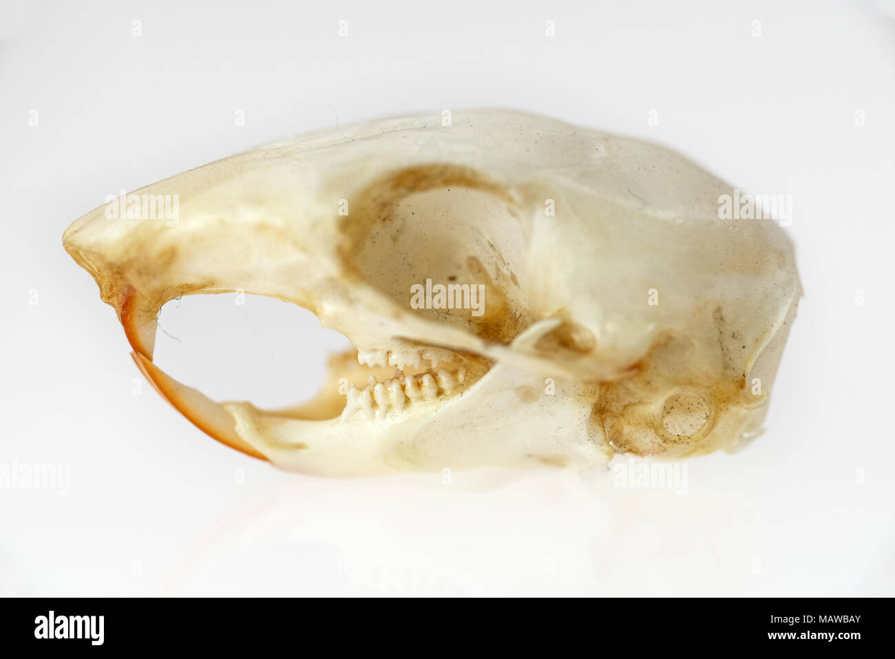 Chipmunk Skull (Tamias striatus) nach links Stockfoto