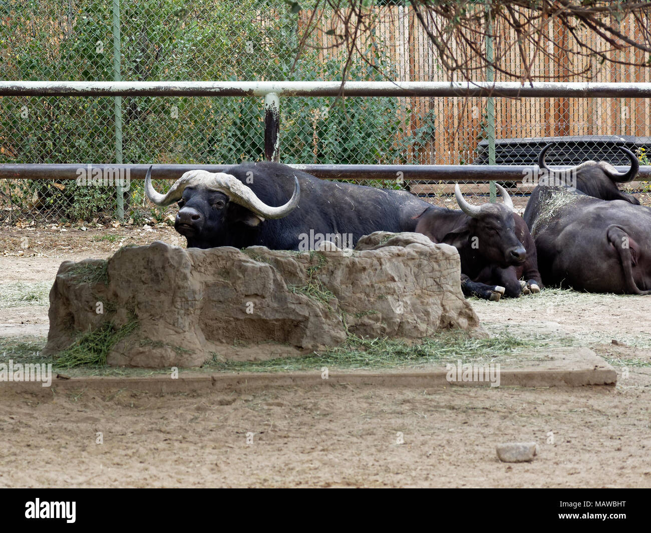 Wasserbüffel und Yaks (wildes Vieh) im Zoo von San Diego in San Diego, Kalifornien, USA Napping Stockfoto