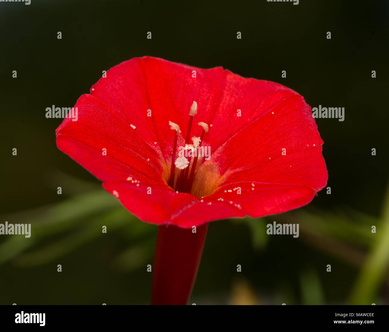 Nahaufnahme von einem hellen Red Cardinal Climber flower Stockfoto