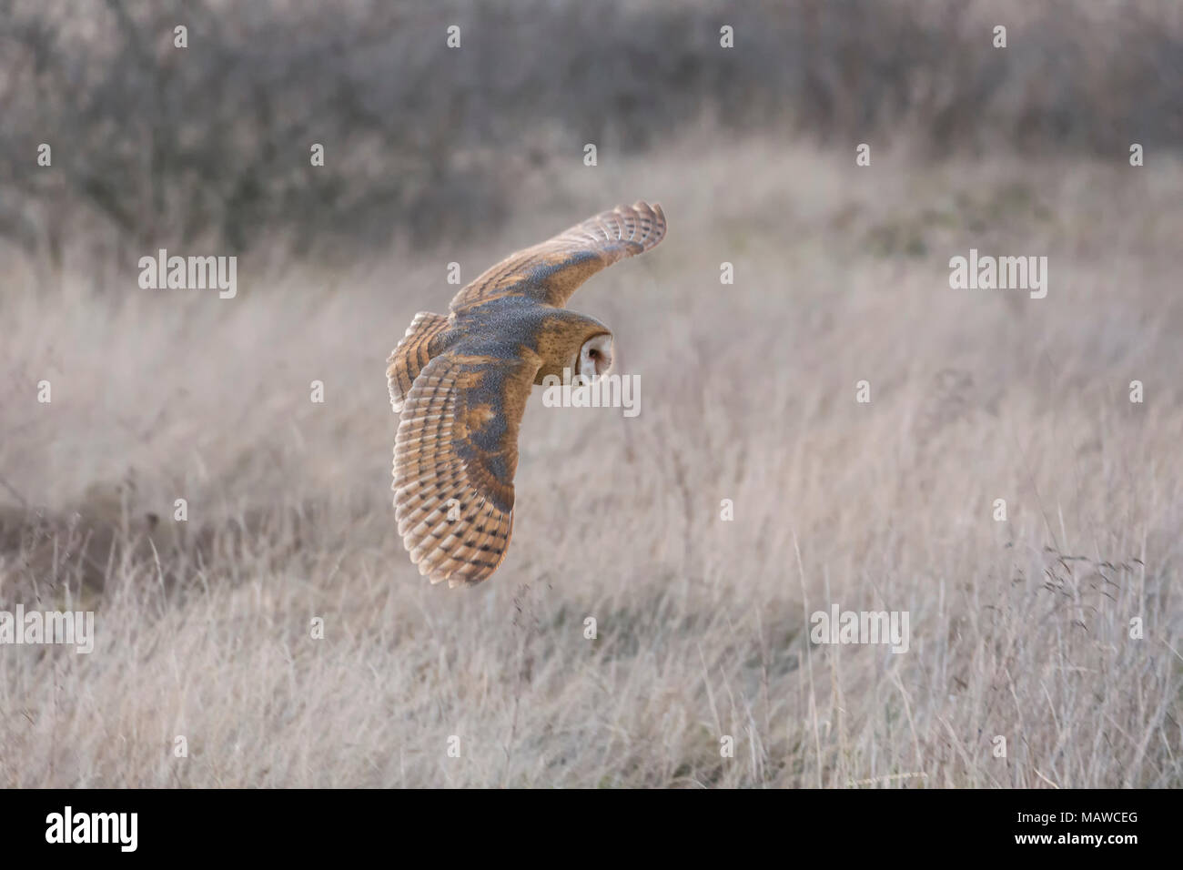 Schleiereule Jagd für Nahrung bei Delta 72 st BC Kanada Stockfoto