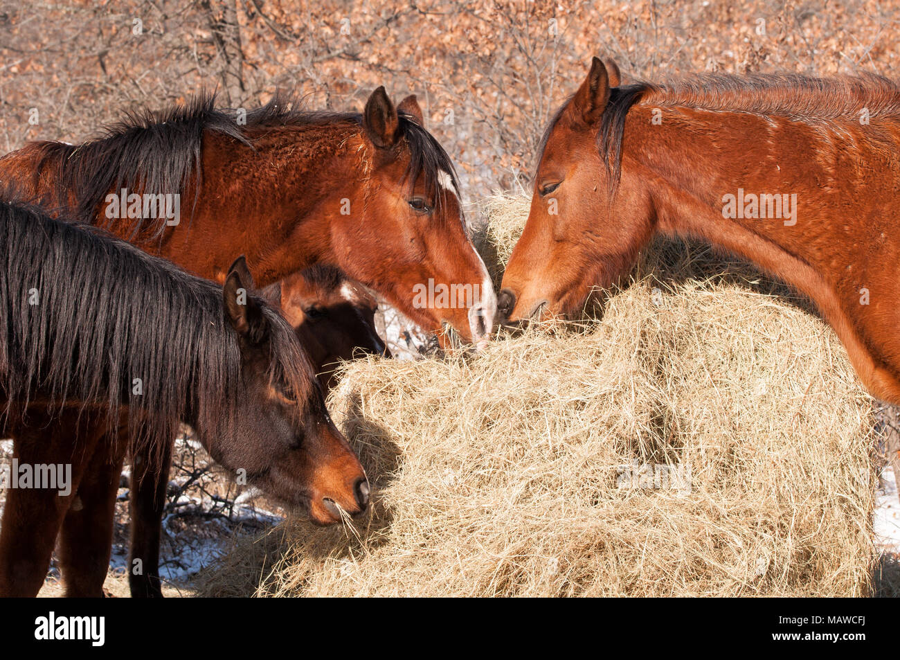 Nahaufnahme der Pferde Heu Essen aus einer großen Rundballen im Winter Stockfoto