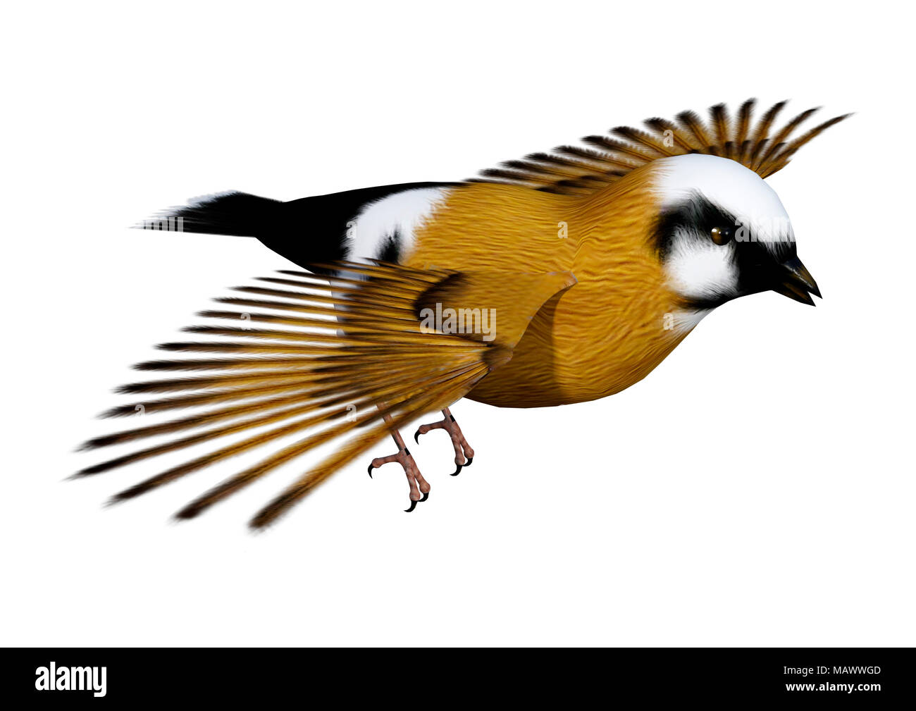 3D-Rendering eines Parsons Finch oder Schwarz-throated Finch Vogel auf weißem Hintergrund Stockfoto