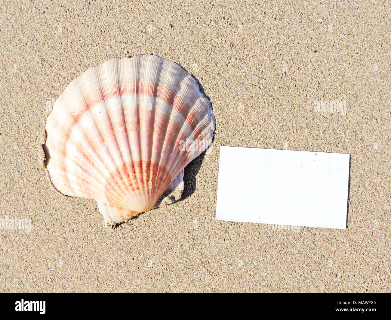 Leere weiße Karte oder Grußkarte am Strand mit kopieren. Sommer Urlaub oder Urlaub am Strand mit Muscheln und Seesterne. Urlaubsgrüße. Stockfoto