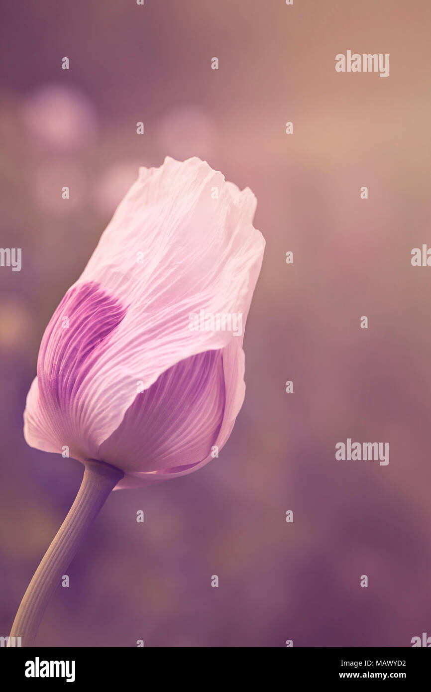 Blüte der Welpe Blume Knospe an Sommer. Vintage Retro verträumte Stil Bild mit weichem Licht. Instagram Farben Stockfoto