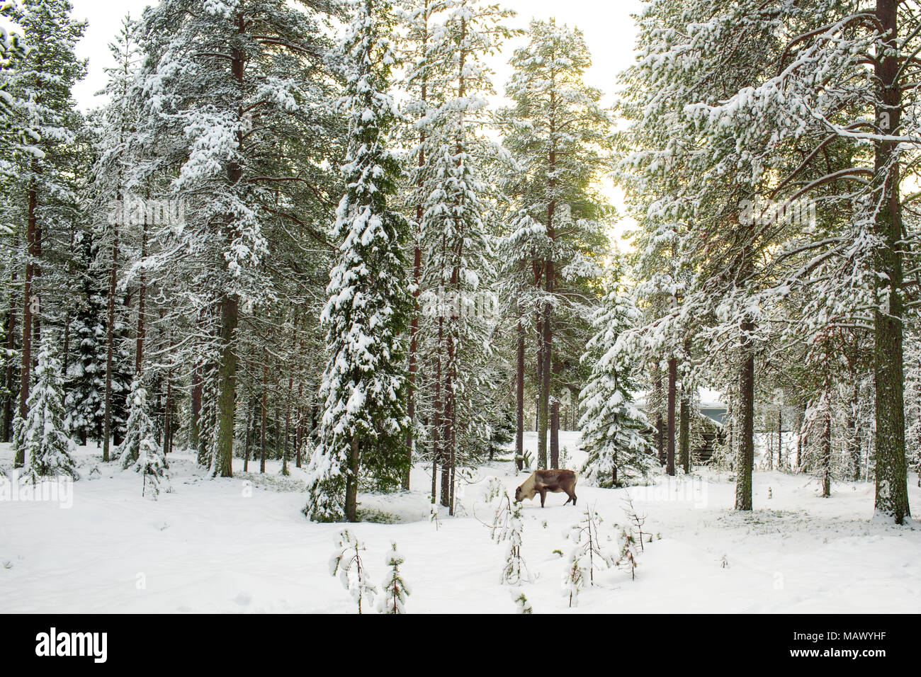 Landschaftlich schöne Aussicht auf verschneite Wald mit hohen Kiefern und ein Rentier im Winter in Lappland, Finnland, Grußkarten Weihnachten in der Saison Stockfoto
