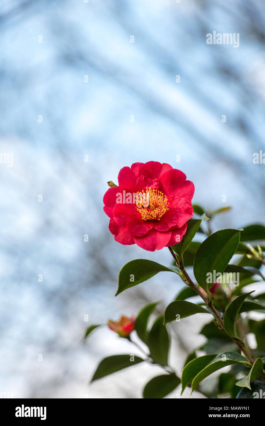 Camellia japonica 'Alexander Jäger 'Blumen im März. Großbritannien Stockfoto