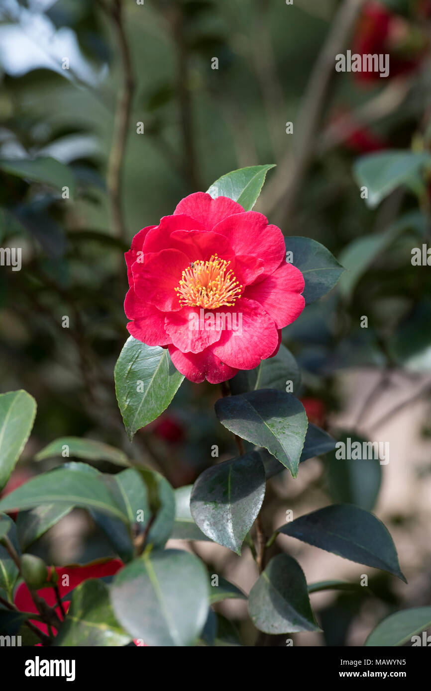 Camellia japonica 'Alexander Jäger 'Blumen im März. Großbritannien Stockfoto