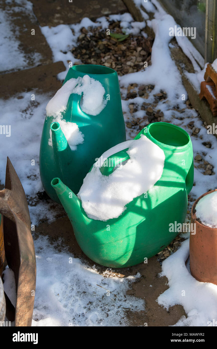 Gießkannen im Schnee in einem englischen Garten im März fallen. Großbritannien Stockfoto