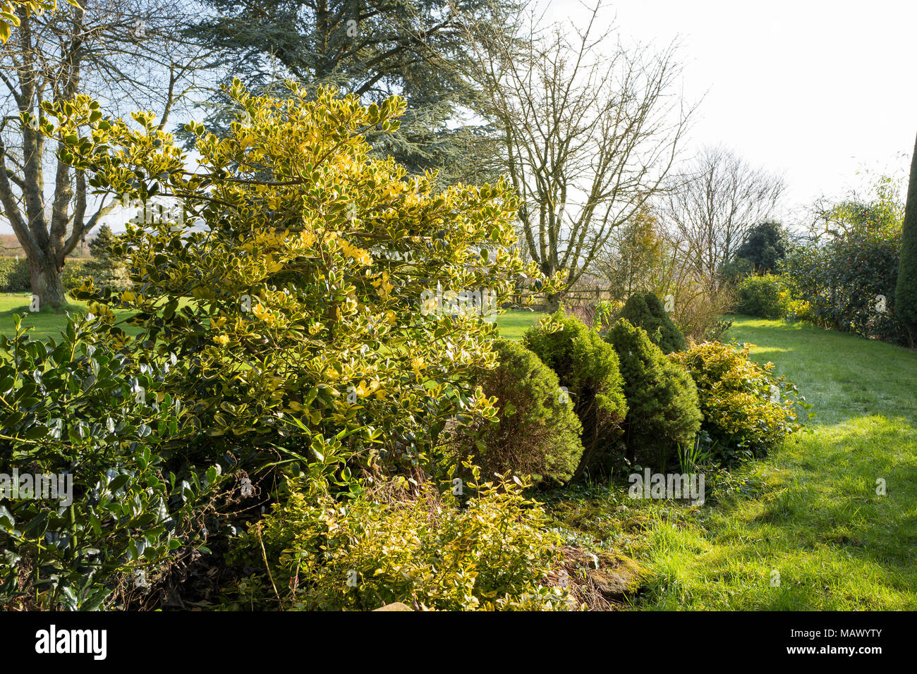 Eine gemischte Grenze mit immergrüne Sträucher Hinzufügen von Farbe zu einem späten Winter Englischer Garten Stockfoto