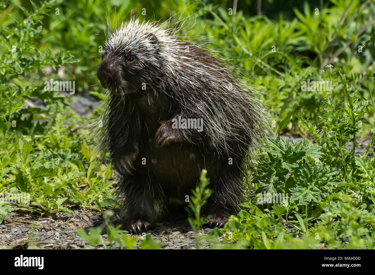 North American Porcupine (Erethizon Dorsatum) Stockfoto
