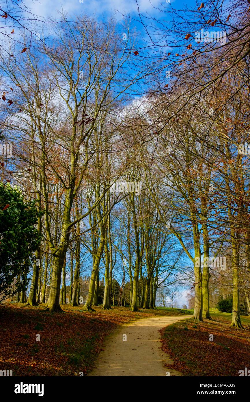 Wanderweg inmitten von Bäumen im Hochformat Stockfoto