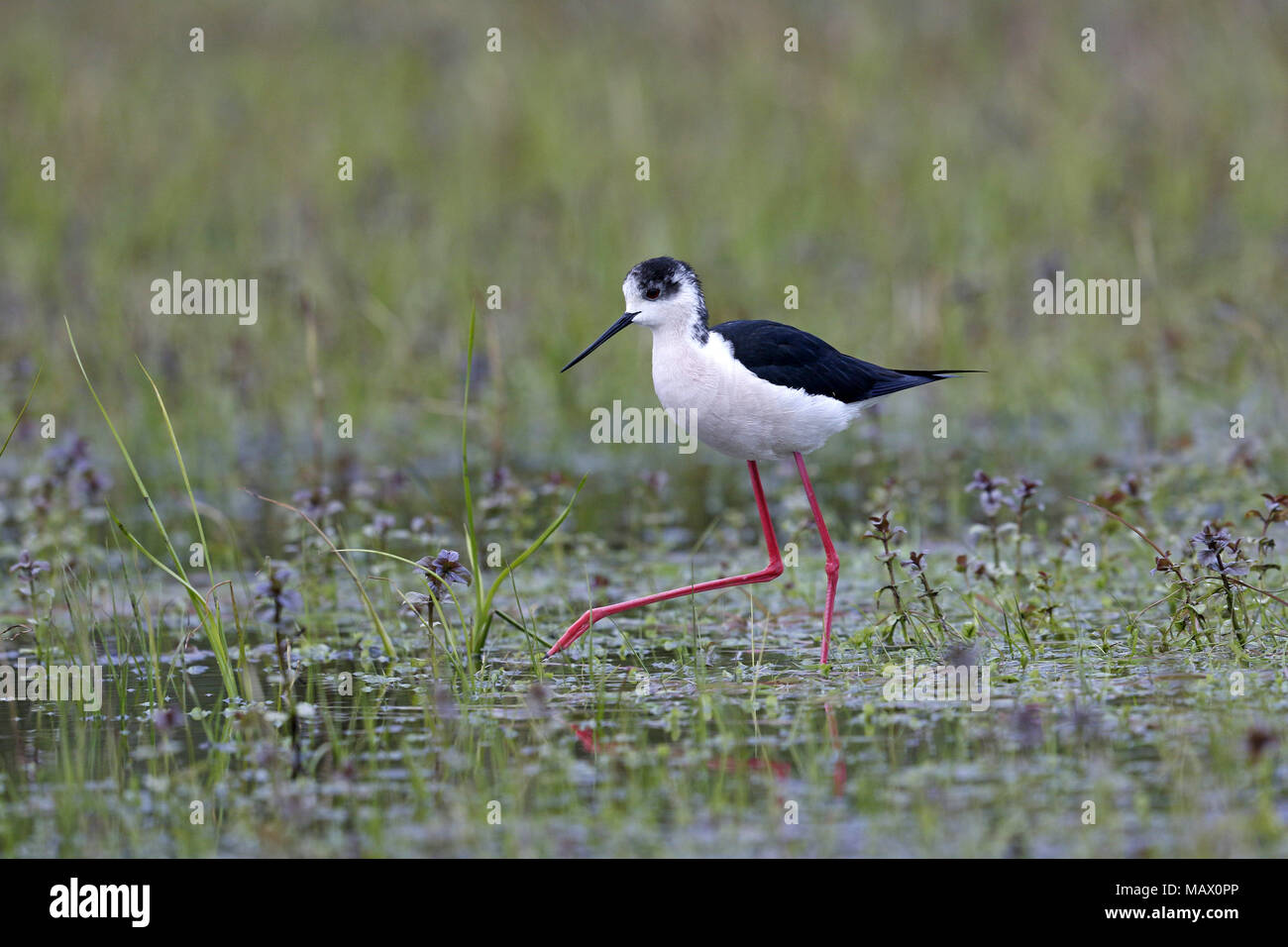 Schwarz - geflügelte Stelzenläufer himantopus, Fütterung, im Marsh Stockfoto