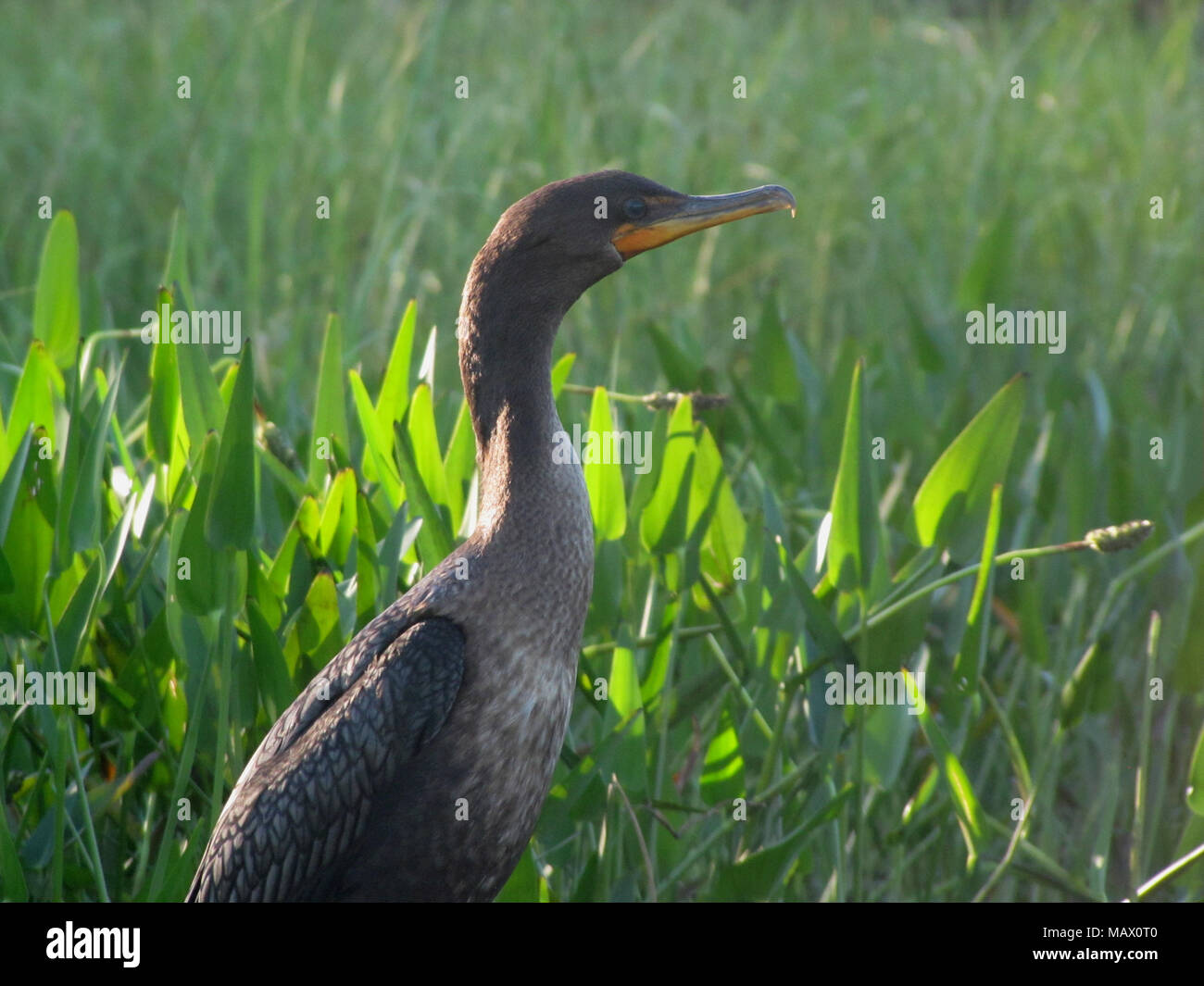 Kormoran am Kejimkujik National Park, Nova Scotia, Kanada Stockfoto