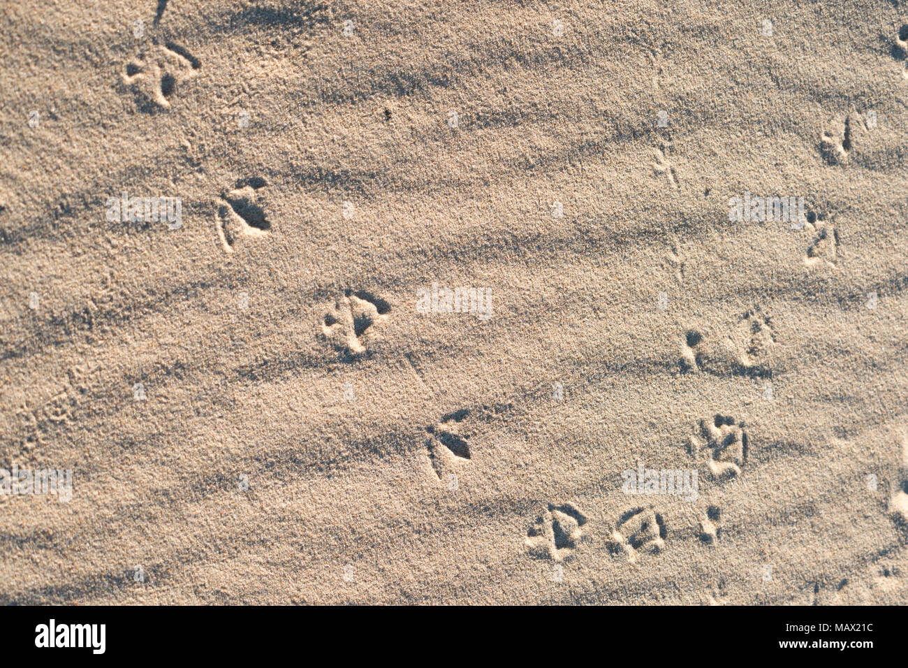 Wicklung vogel Schritte Spuren auf welligen Sand Oberfläche Stockfoto