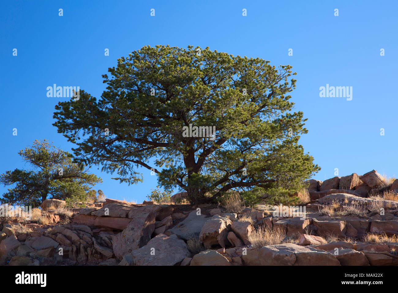 Pinyon Kiefer, Canyon de Chelly National Monument, Arizona Stockfoto