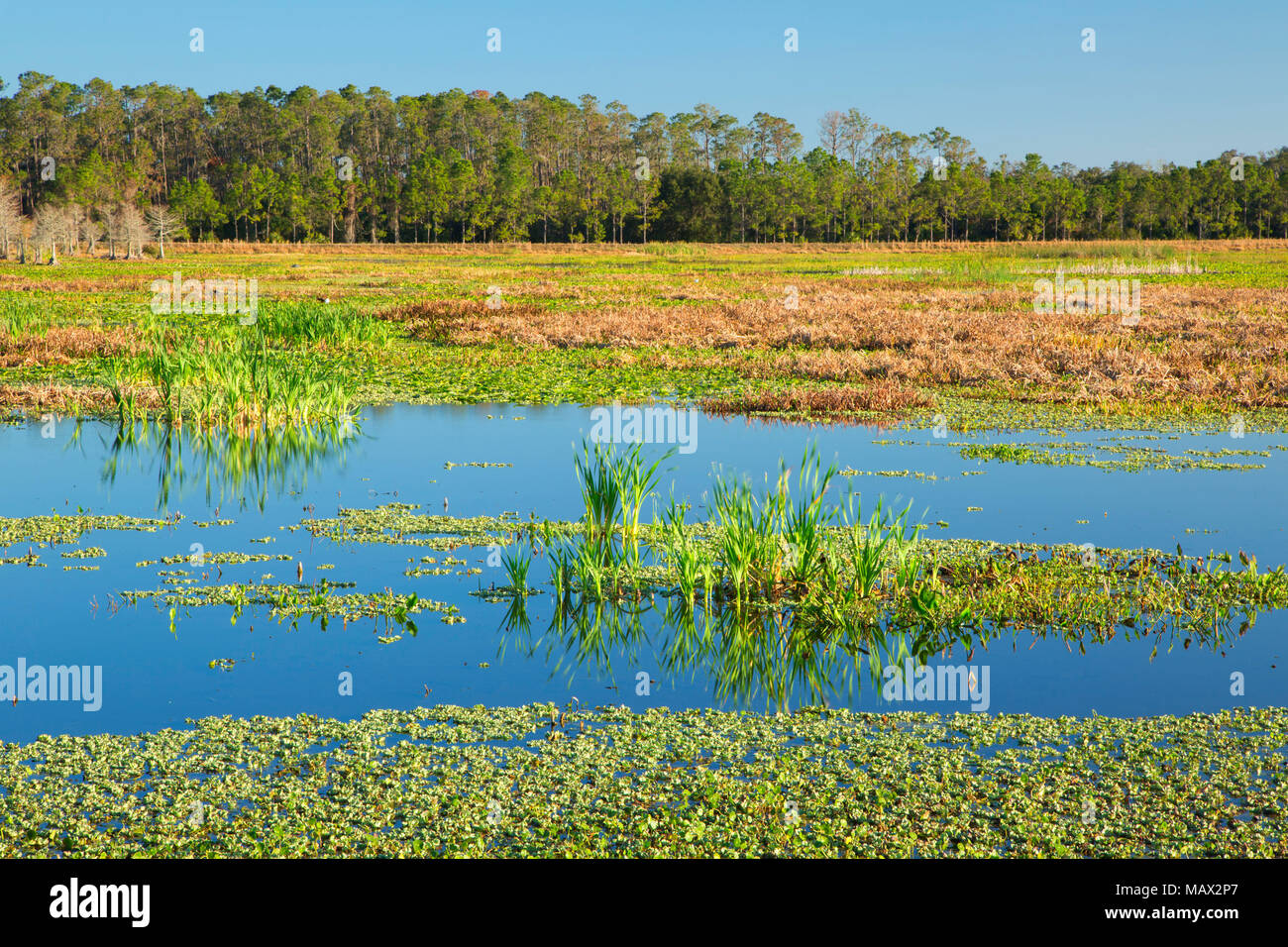 Feuchtgebiete, Orlando Wetlands Park, Florida Stockfoto