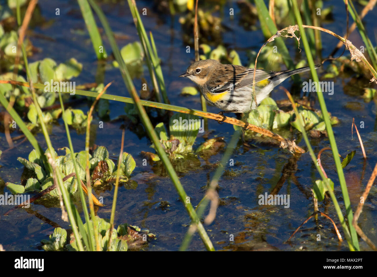 Warbler, Orlando Wetlands Park, Florida Stockfoto