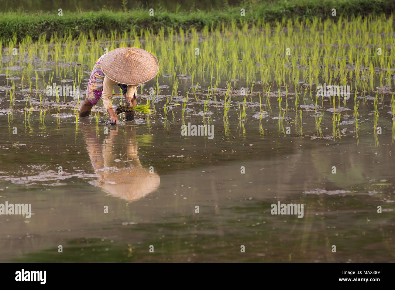 Lokale indonesische Frau mit Sonnenschutz Kopf ware Hüte Werk junge Reispflanzen in mit einem überfluteten Reisfeld Feld für die Saison bereit. Stockfoto