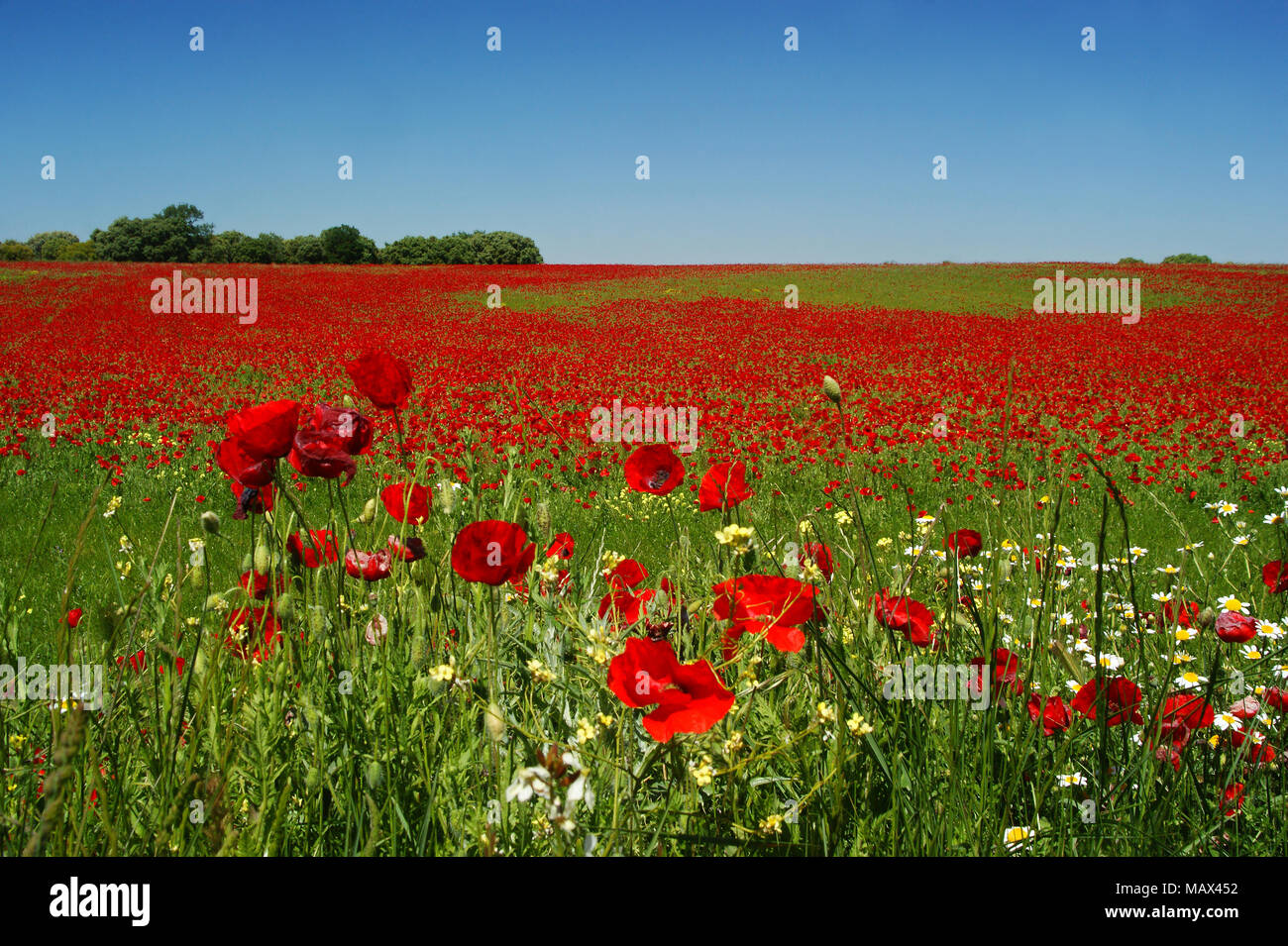 Mohnfeld im Frühjahr in Spanien. Stockfoto