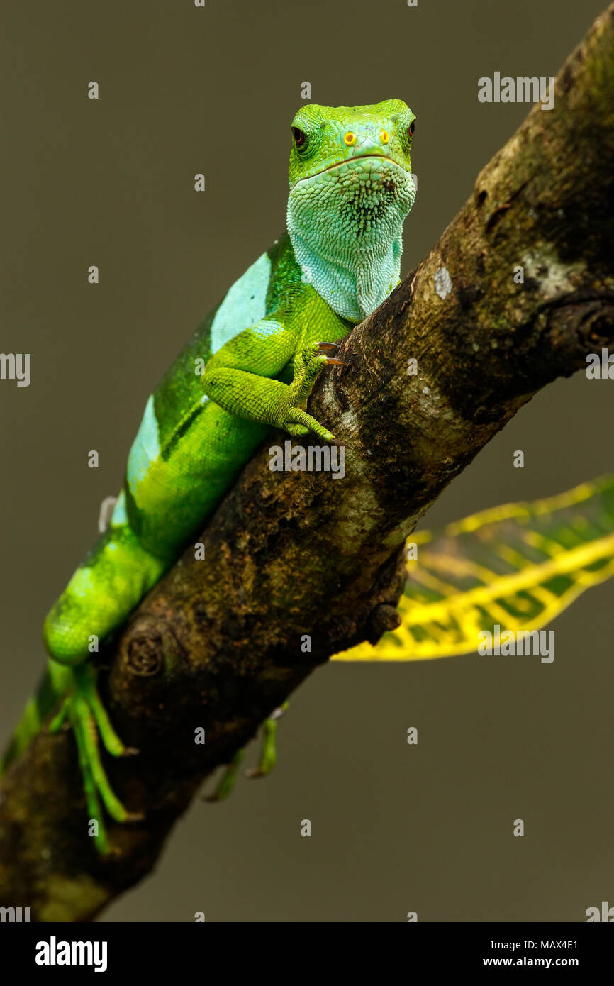 Männliche Fidschi gebändert Leguan (Brachylophus Fasciatus) auf der Insel Viti Levu, Fidschi. Es ist endemisch in den südöstlichen Fidschi Inseln. Stockfoto