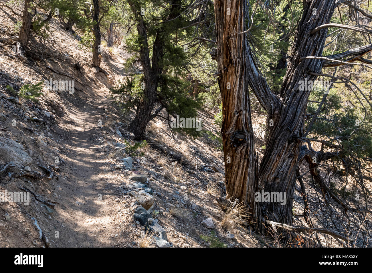 Alte verwitterte Pinien entlang der Double Rainbow Trail; Colorado; USA Stockfoto