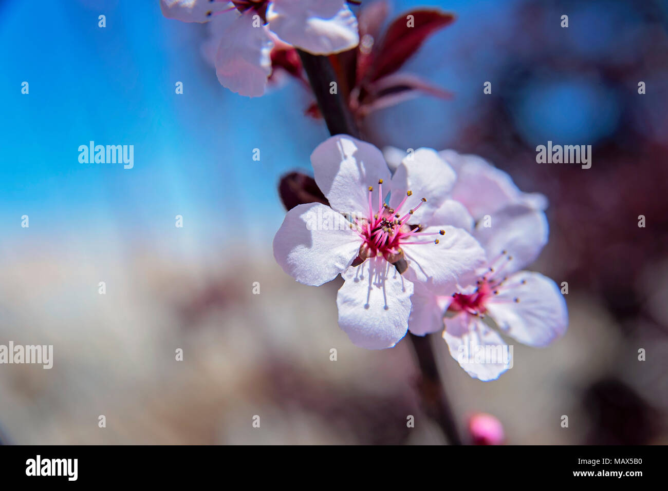 Blühende Pflaumenbaum in der Blüte im Frühling Stockfoto