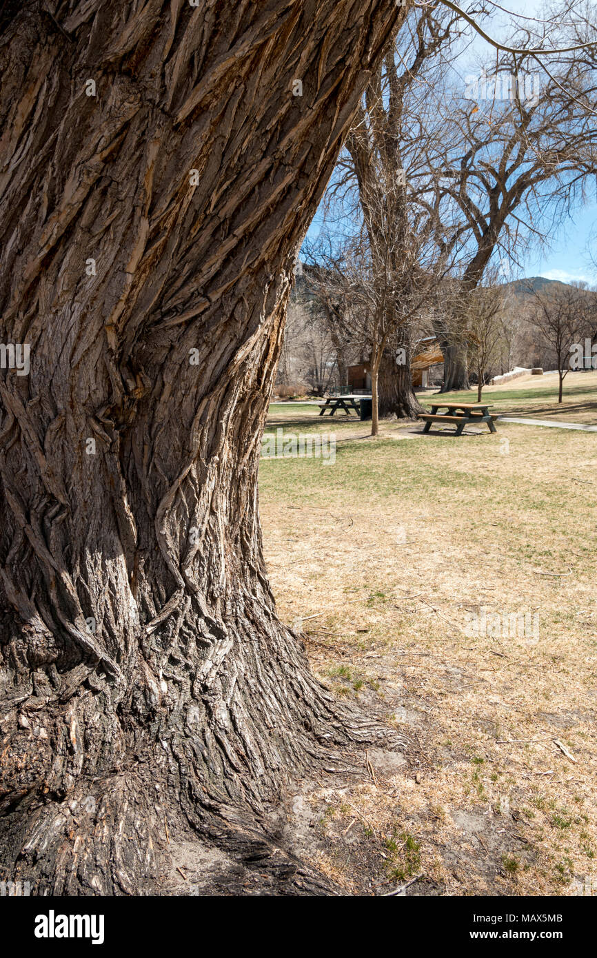 Grob strukturierte Rinde auf alten Pappel (Populus canescens); Riverside Park; Salida, Colorado, USA Stockfoto