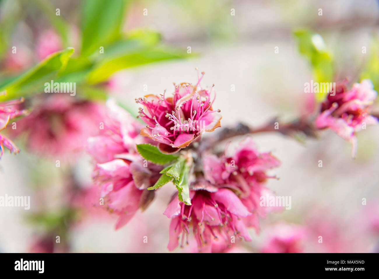 Pfirsichfarbene Blüten im Frühling Stockfoto
