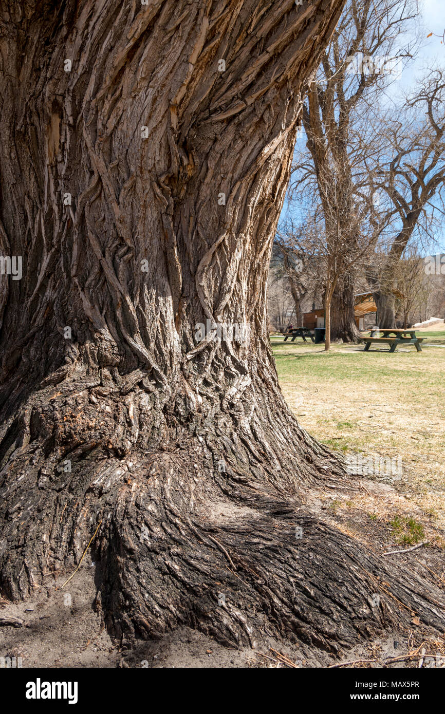 Grob strukturierte Rinde auf alten Pappel (Populus canescens); Riverside Park; Salida, Colorado, USA Stockfoto