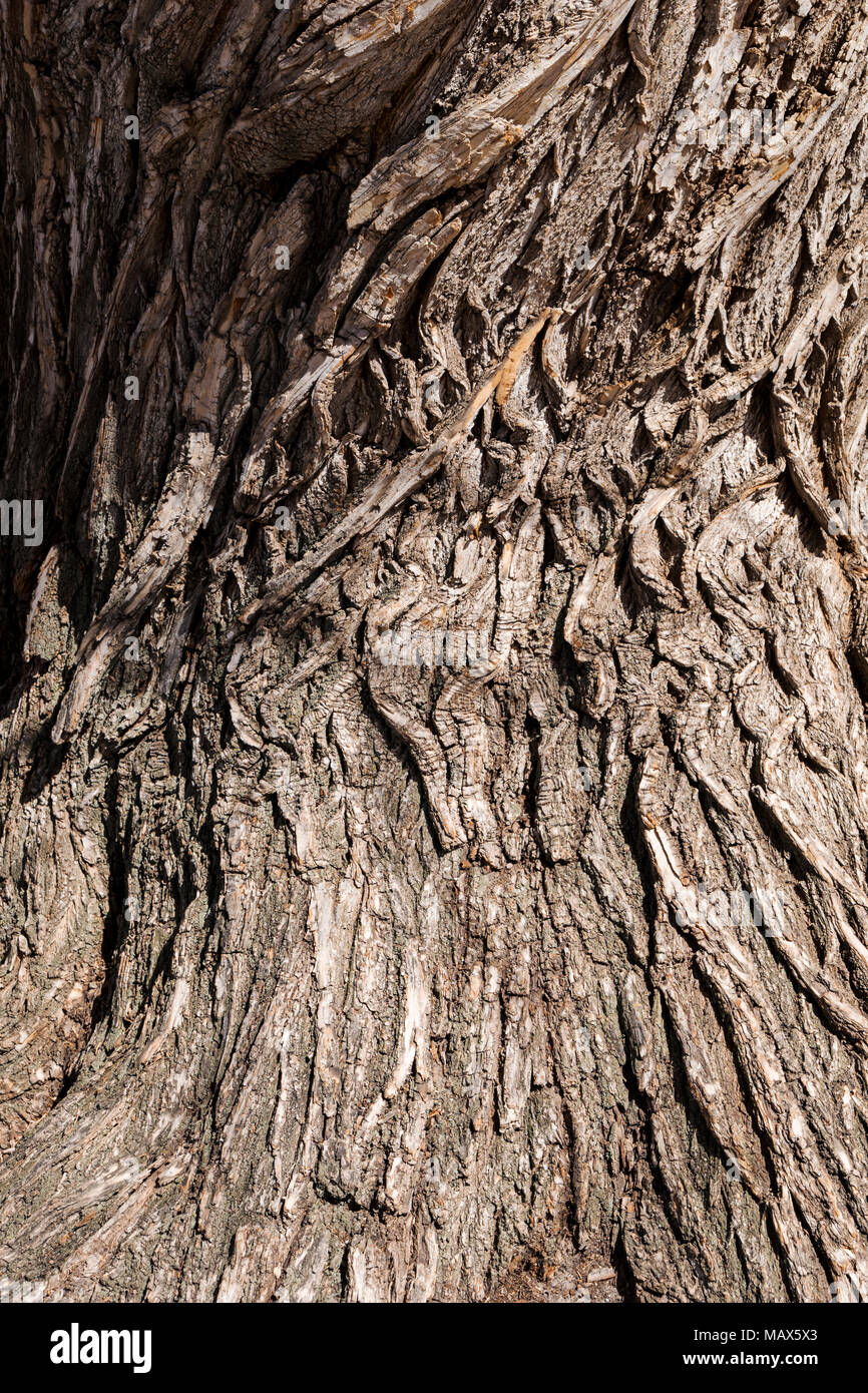 Grob strukturierte Rinde auf alten Pappel (Populus canescens); Riverside Park; Salida, Colorado, USA Stockfoto