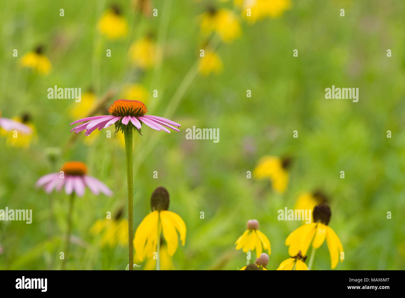 63863-02404 Sonnenhut (Echinacea purpurea) & graue Coneflowers (Ratibida pinnata) Ballard Nature Center, Effingham County, Illinois Stockfoto