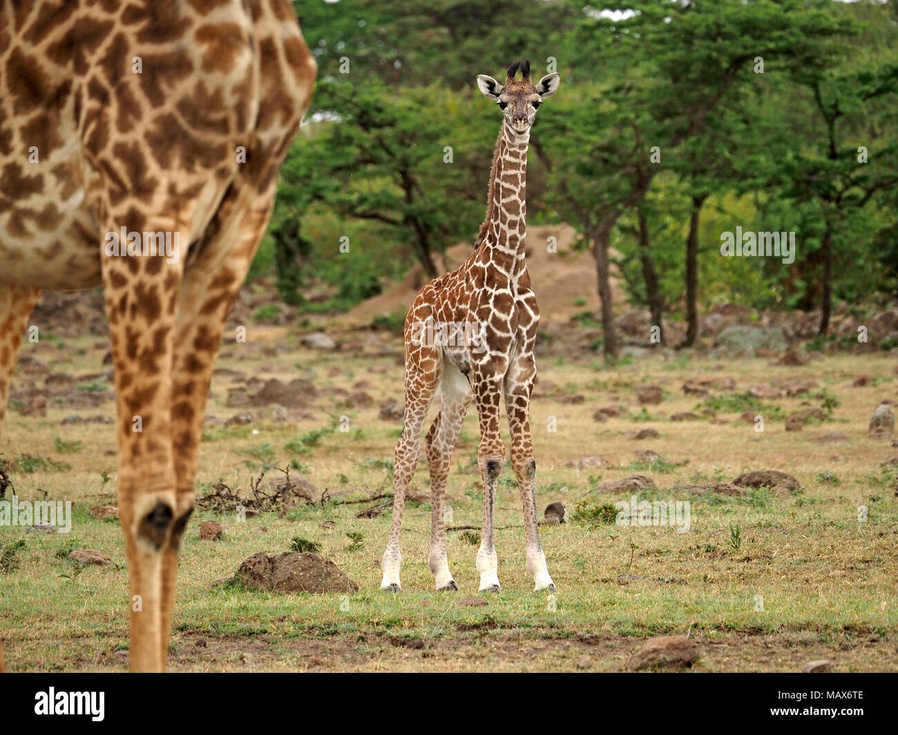 Gangly baby Masai Giraffe (Giraffa Camelopardalis tippelskirchi) Kalb mit Mutter in bewaldeten Naturschutzgebieten savannah der Masai Mara, Kenia, Afrika Stockfoto