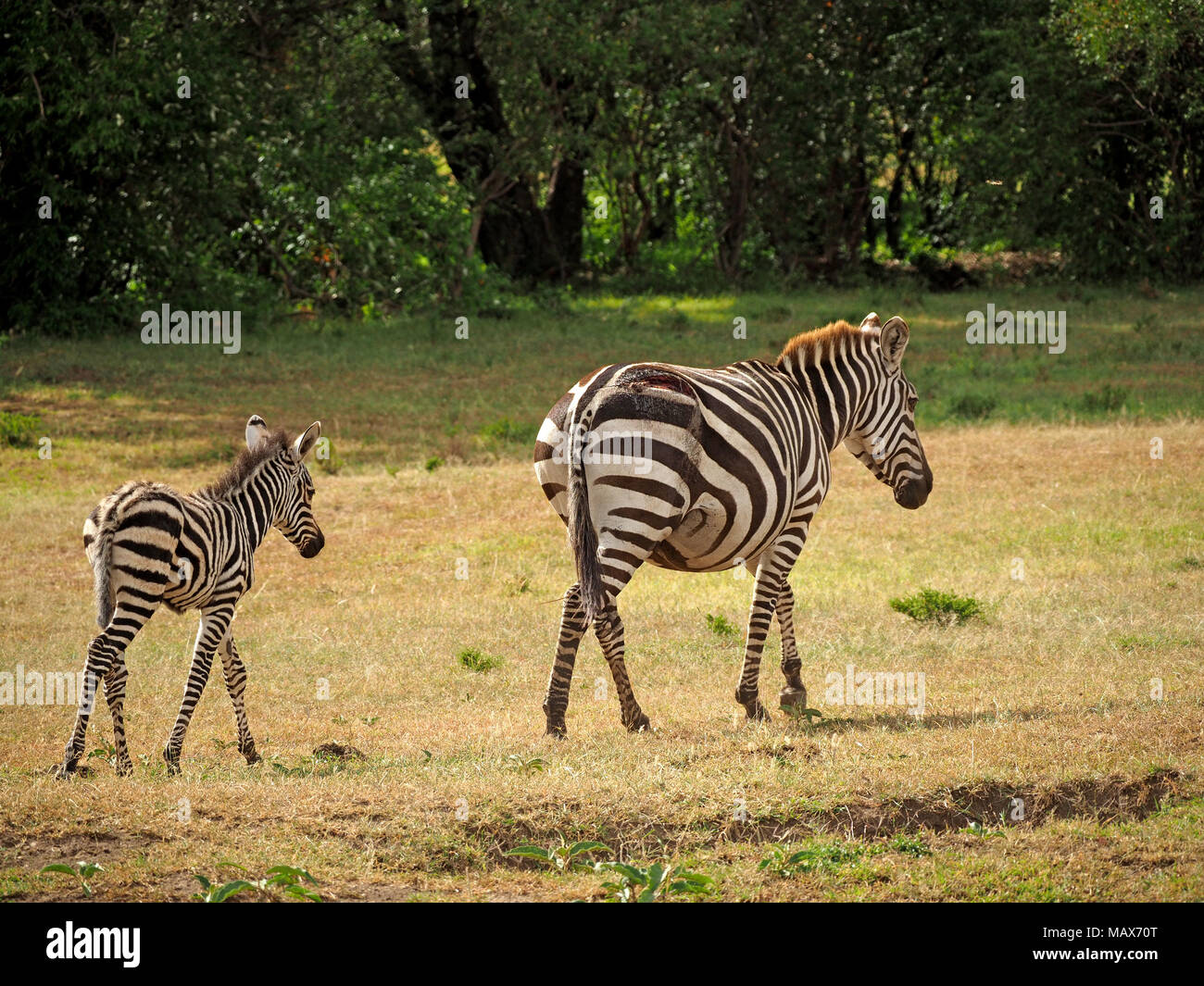 Verletzt der Mutter Burchell's Zebra, Equus quagga Burchellii oder Ebenen zebra Wandern, von baby Fohlen auf der Weide der Masai Mara, Kenia, Afrika, Stockfoto