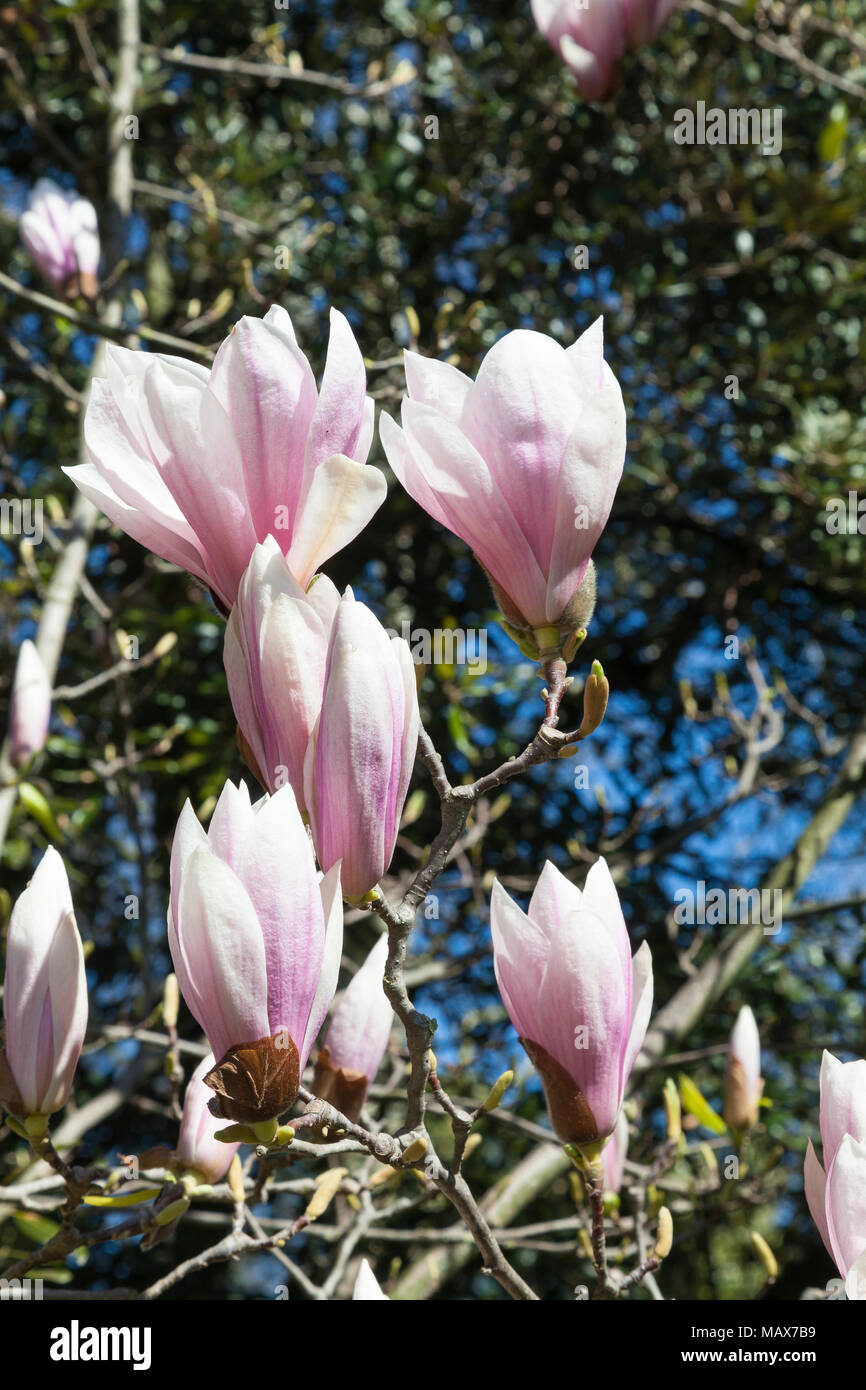 Blumen der ornamentalen Frühjahr blühenden Laubbäumen magnolia Magnolia x soulangea Anfang April. Die Blüten erscheinen, bevor die Blätter Stockfoto
