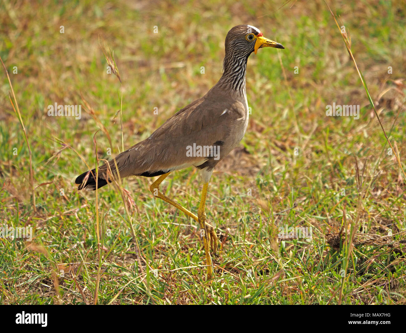 Afrikanische Gelbstirn-blatthühnchen Kiebitz (Vanellus senegallus), aka Senegal Gelbstirn-blatthühnchen plover Stehen auf einem Bein im Grünland der Masai Mara Naturschutzgebieten, Kenia, Afrika Stockfoto
