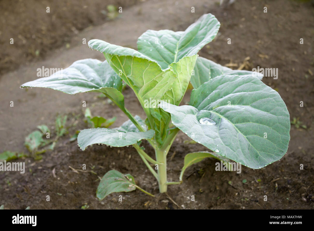 Junge Pflanzen von Kohl im Garten Stockfoto