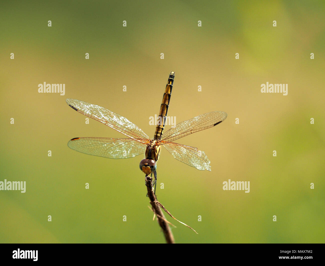 Zart glitzernden Flügel eines weiblichen rot geäderten dropwing Dragonfly (Trithemis arteriosa) gegen diffusen Hintergrund in der Masai Mara, Kenia, Afrika Stockfoto
