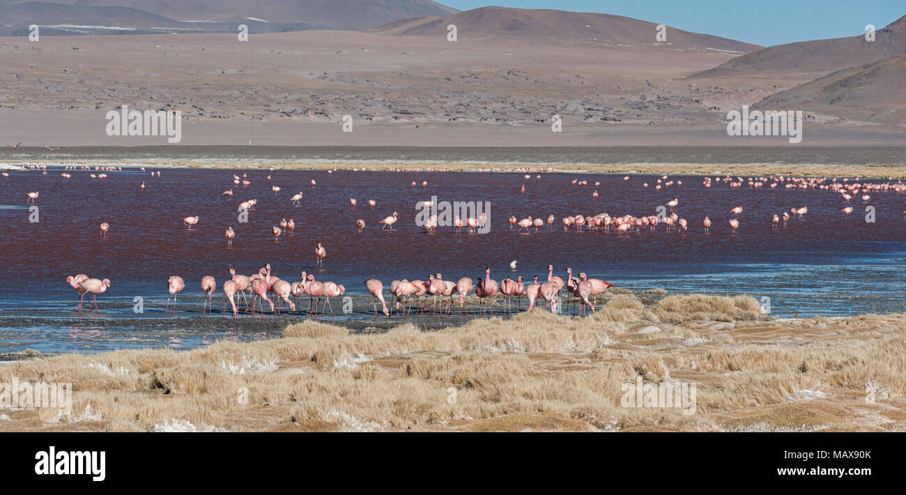 Gruppe von rosa Flamingos im bunten Wasser des Laguna Colorada, ein beliebter Zwischenstopp auf den Roadtrip zu Uyuni Salf flach, Bolivien Stockfoto