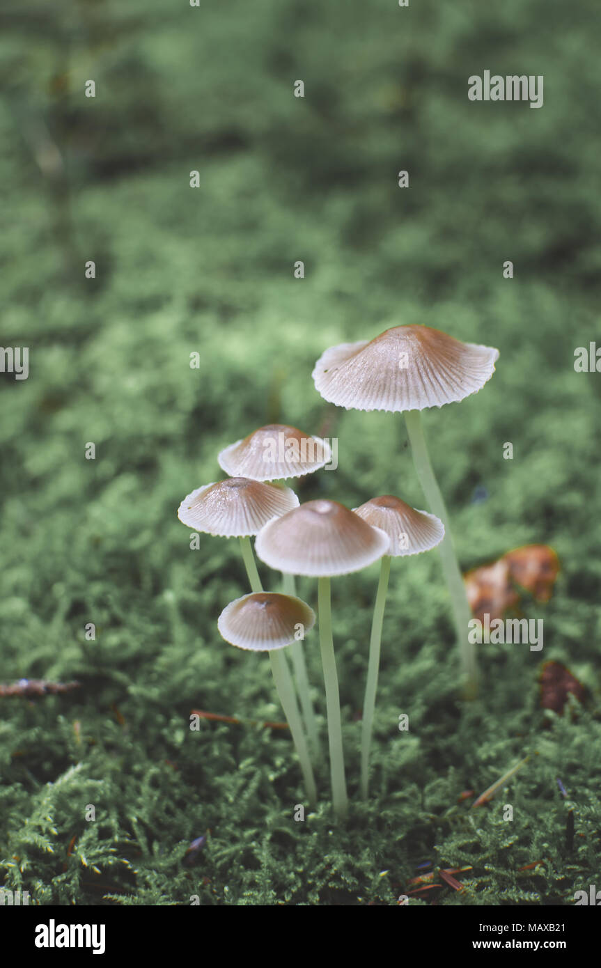 Pilze kleine Gruppe im Wald Stockfoto