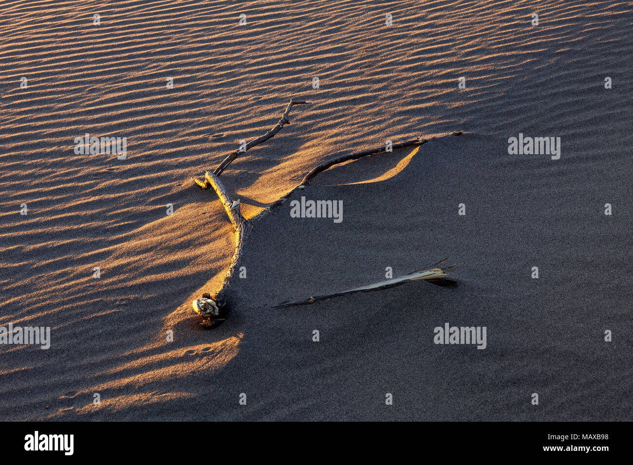 ID 00684-00 ... IDAHO - Düne mit Stick in Bruneau Dunes State Park. Stockfoto