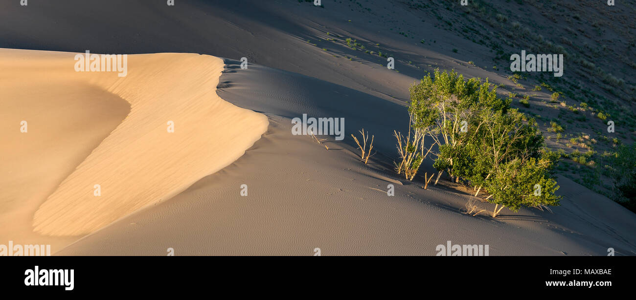 ID 00688-00 ... IDAHO - Dünen in Bruneau Dunes State Park. Stockfoto