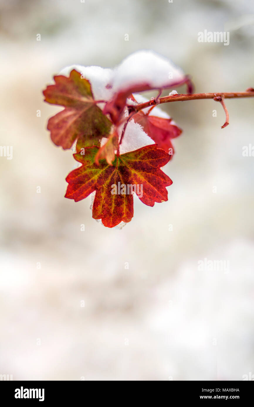 ID 00765-00 ... IDAHO - Schnee auf rote Blätter in der Stadt Rock National Reserve. Stockfoto