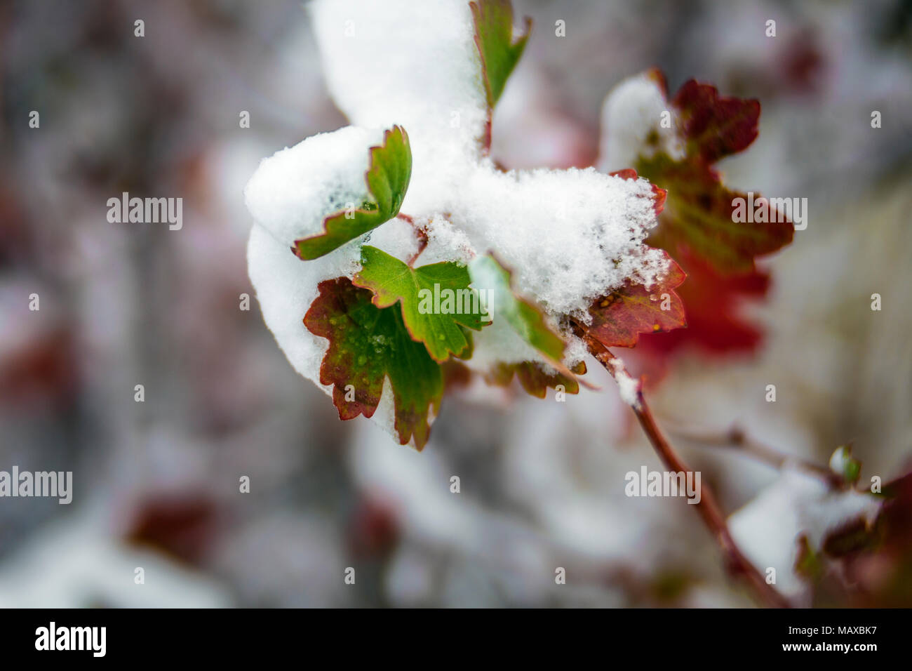 ID 00766-00 ... IDAHO - Schnee auf Blättern in der Stadt Rock National Reserve. Stockfoto