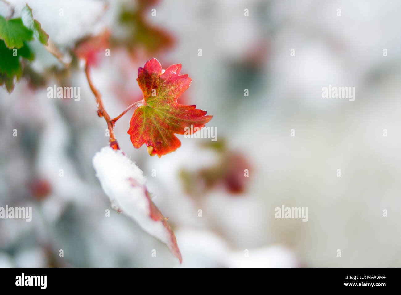 ID 00767-00 ... IDAHO - Schnee auf Blättern in der Stadt Rock National Reserve. Stockfoto