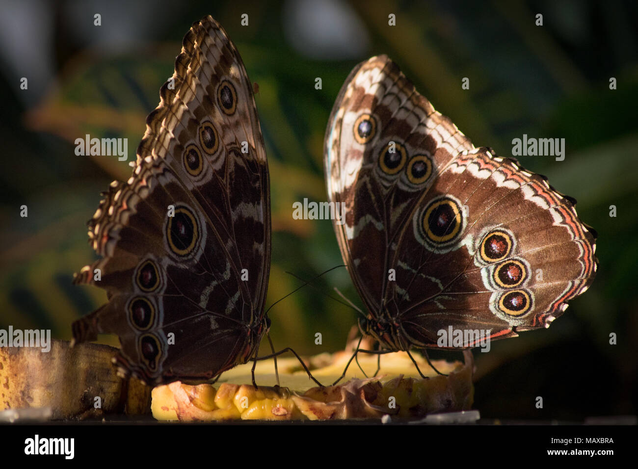 Blue Morpho Schmetterlinge Stockfoto