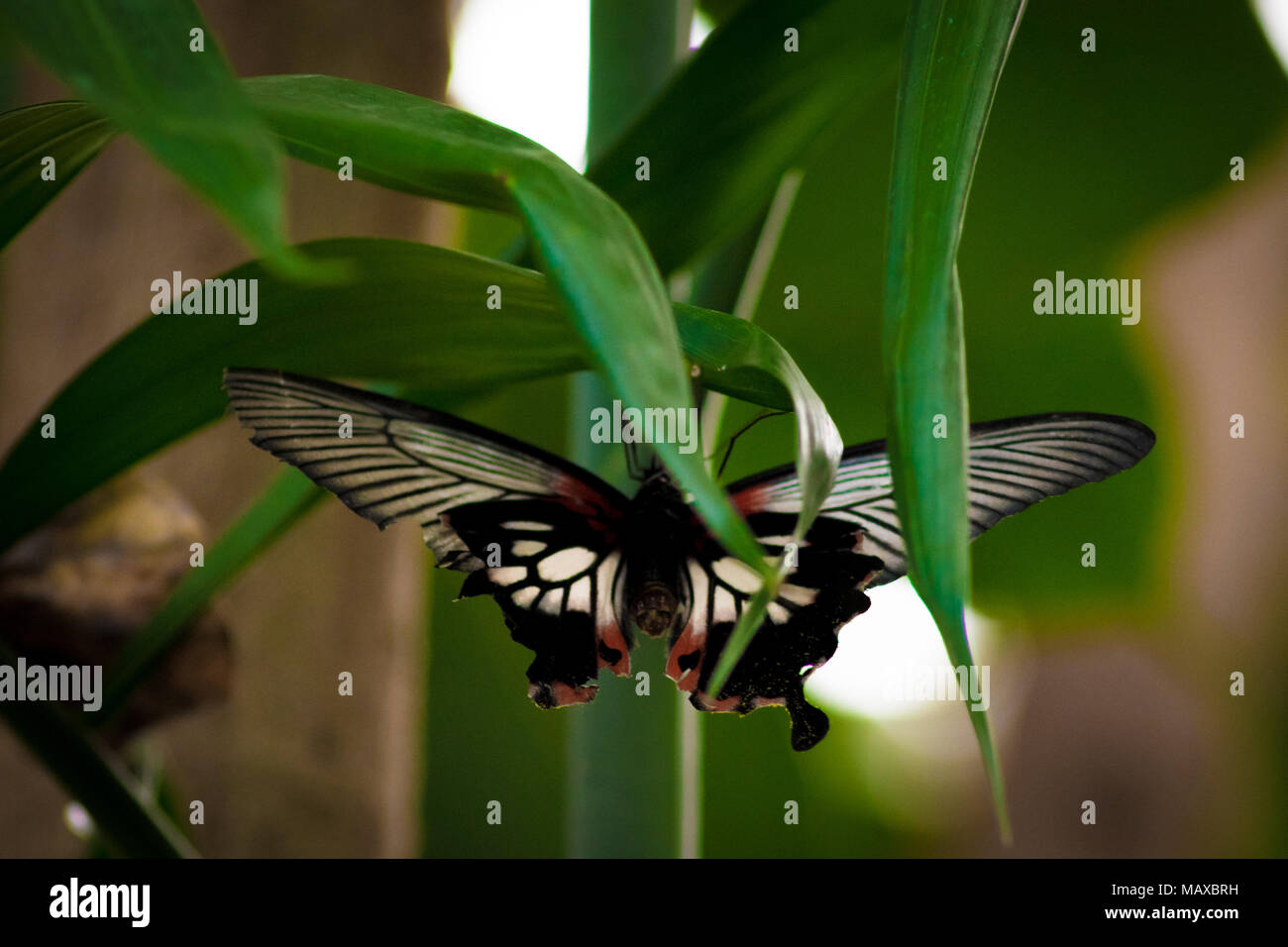 Große gelbe Mormone Schmetterling Stockfoto