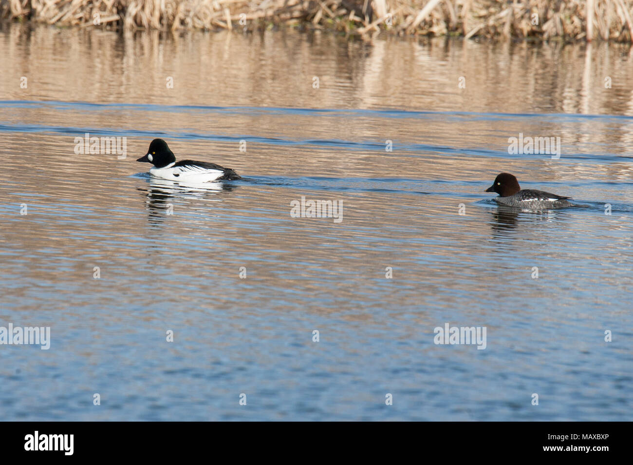 Schellente Bucephala clangula 2018 Stockfoto