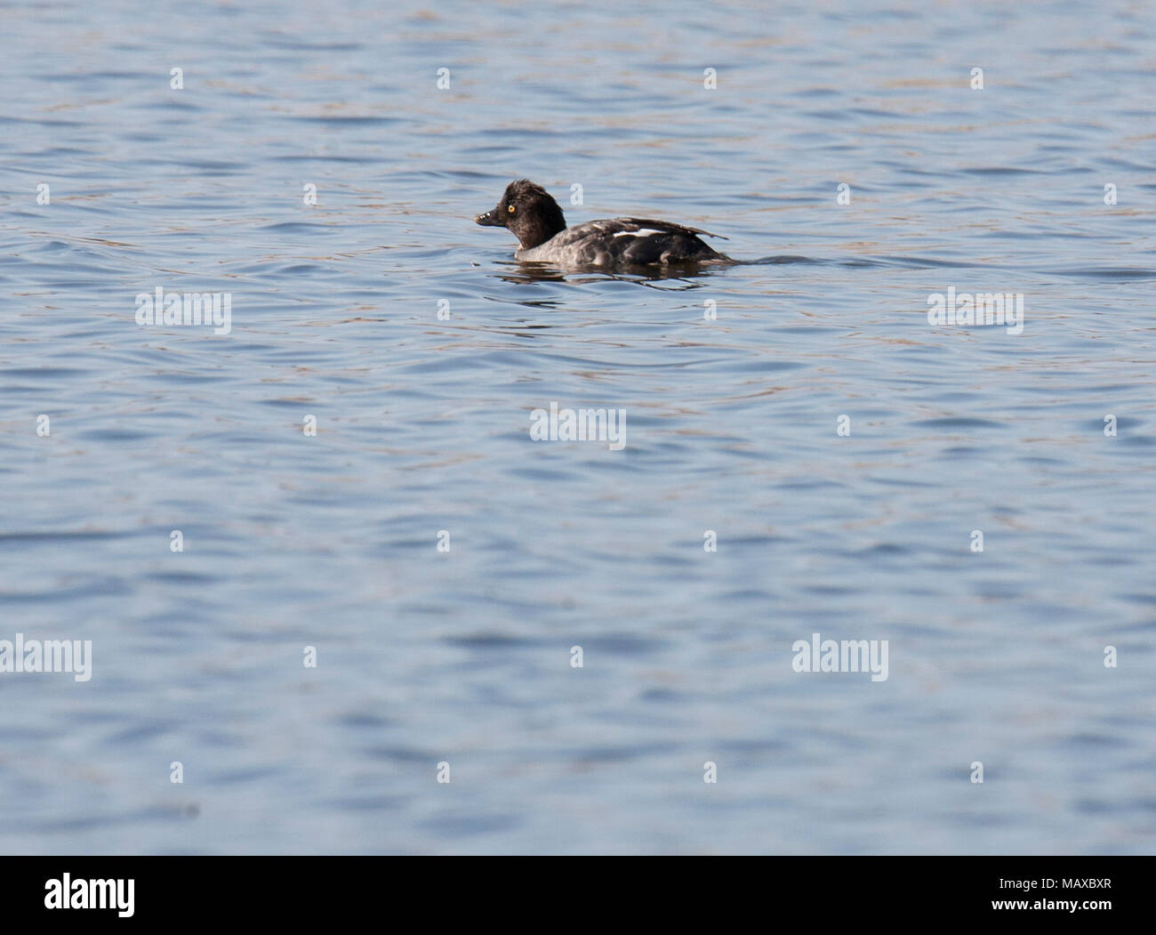 Schellente Bucephala clangula 2018 Stockfoto